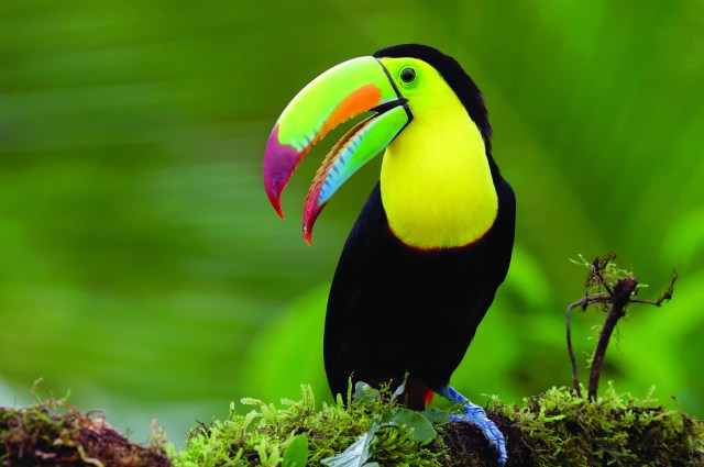 toucan