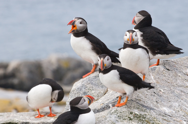 birdwatching in the northeast