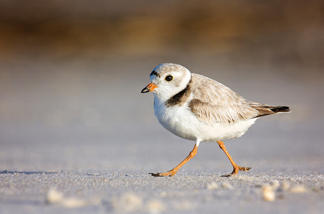 birdwatching in the northeast