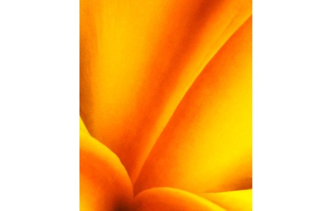 orange flower