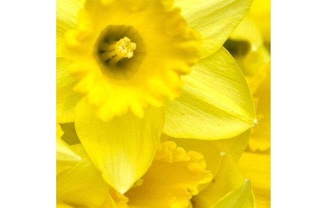 daffodil