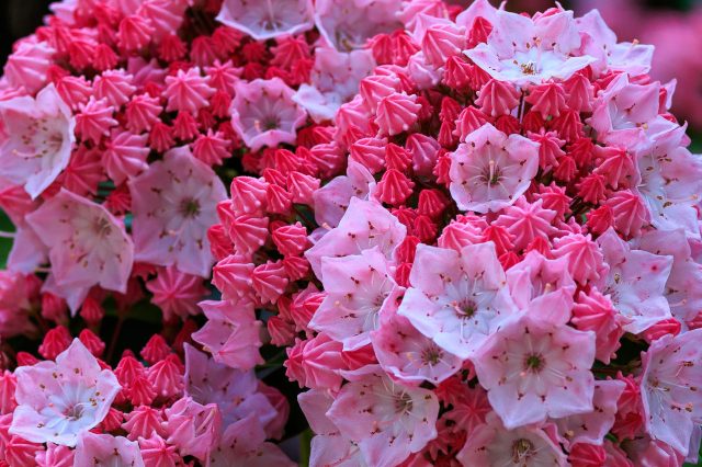 pink flowers