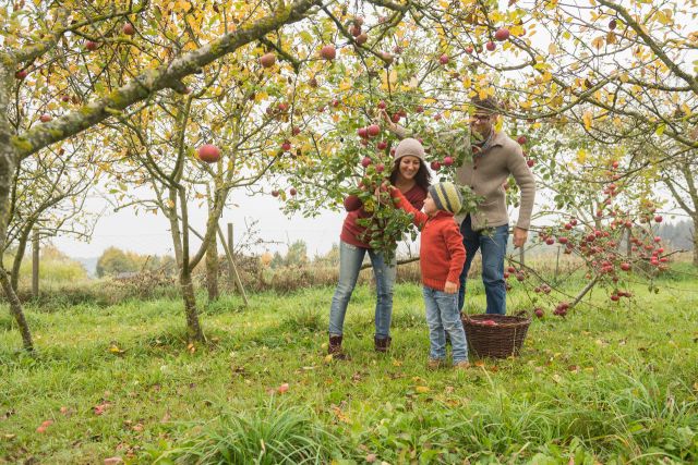 fall activities - apple orchard