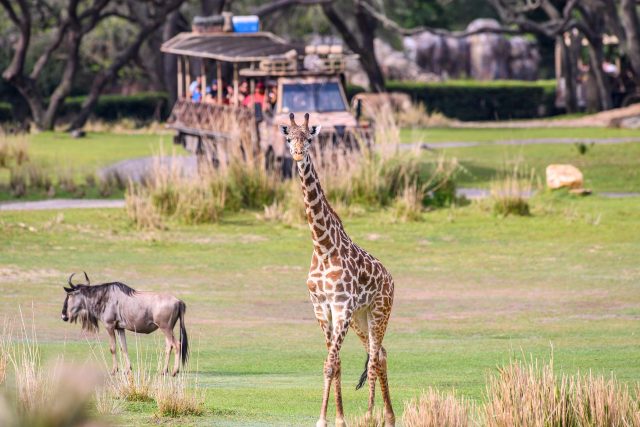 disney rope drop - animal kingdom