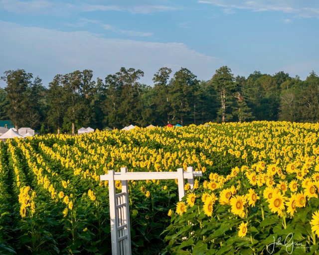 coppal farm sunflower festival