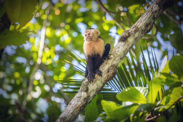 costa rica - monkey