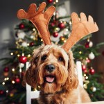 pet safety for the holidays