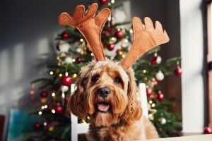 pet safety for the holidays