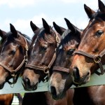 kentucky horse country