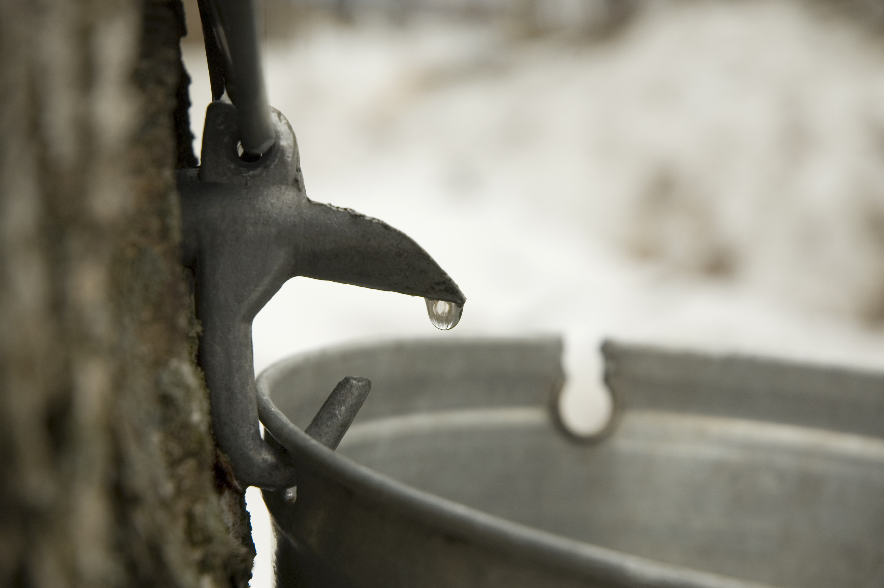 maple weekends