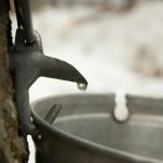 maple weekends