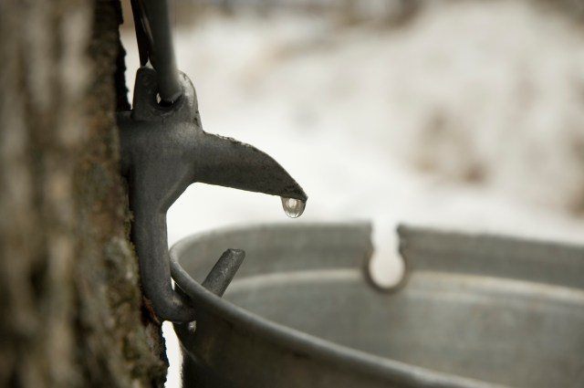 maple weekends
