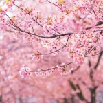 where to see cherry blossoms