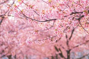 where to see cherry blossoms