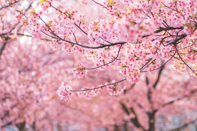 where to see cherry blossoms