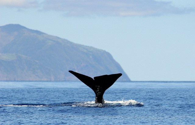 terceira islands
