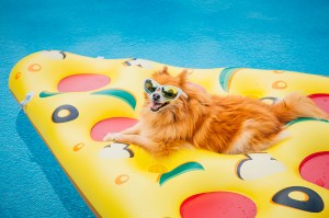 dog in pool