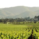 napa cali
