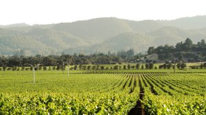 napa cali