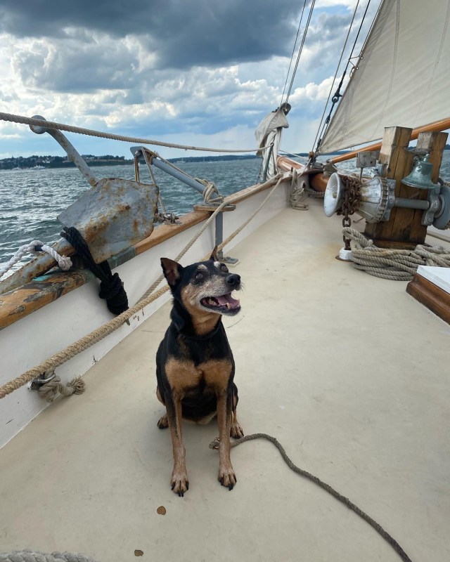 dog on portland schooner