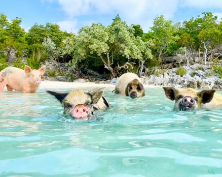 pig beach